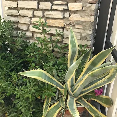 Apartmán Il Pinolo 2